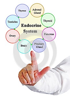 Components of  Endocrine System