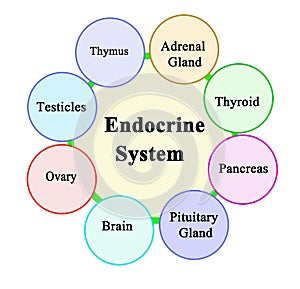 Components of Endocrine System
