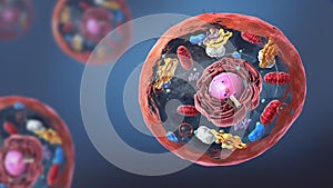 Components of Eukaryotic cell, nucleus and organelles and plasma membrane