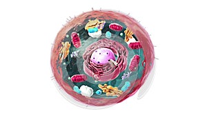 Components of Eukaryotic cell, nucleus and organelles and plasma membrane