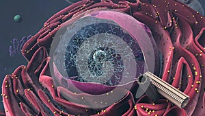 Components of Eukaryotic cell, nucleus and organelles and reticulum