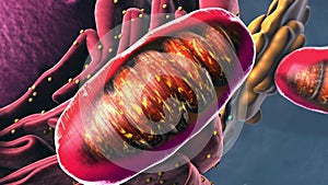 Components of Eukaryotic cell, nucleus and organelles and reticulum