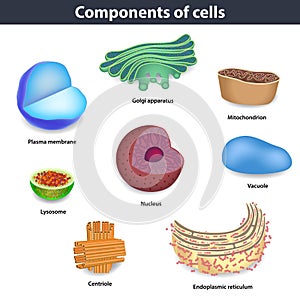 Components of human cells vector illustration
