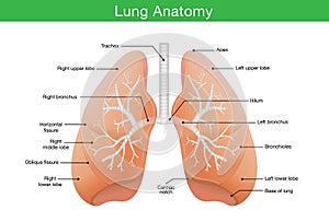 Components of human lung