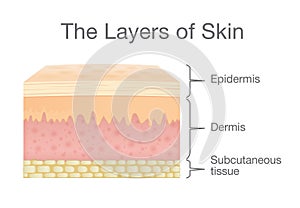 Components of human Skin layer in vector style.