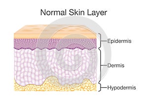 Components of human Skin layer in vector style.