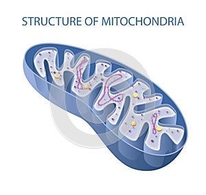 Components of a typical mitochondrion photo