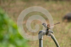 Composed Unruffled an Indonesian Tree Sparrow Passer montanus greedily, will drinks water drops from the tap on hot day. Close