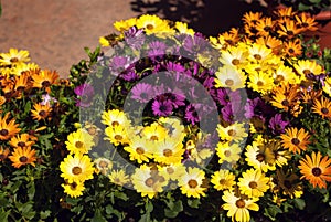 Compositae composition of flowers