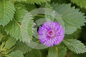 Compositae flower