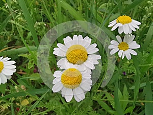 Compositae or Roman chamomile The Roman chamomile contains mainly sesquiterpene lactones, mainly nobilin. photo