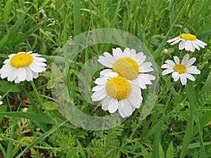 Compositae or Roman chamomile The Roman chamomile contains mainly sesquiterpene lactones, mainly nobilin.