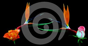 Composite of exotic pair of bird of paradise and rose flowers with black background photo