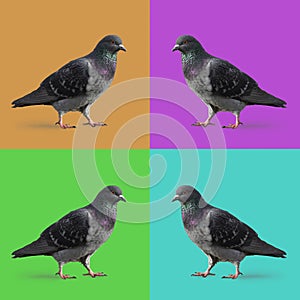 Composite with four pigeons  walking on the ground isolated with a multi colored background