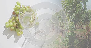 Composite of glass of white wine and grapes with vineyard on white background