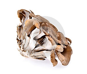 Composite of hen of the woods, or maitake mushrooms isolated on white background