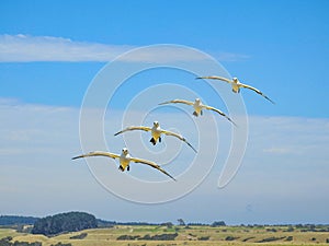 Composite Image of Australasian Gannet Approaching Landing