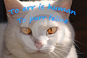 Human Err & Feline Purr photo