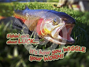 Rainbow Trout - Wiggle your Worm photo