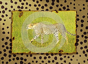 Composite image of cheetah walking through high grasslands in Kenya, Africa layered on a cheetah pelt background