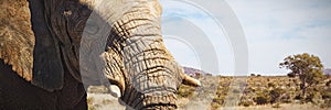 Composite image of close-up of elephant showing its tusk