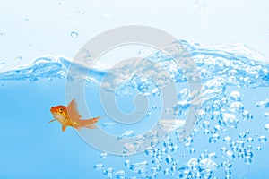 Composite image of goldfish against white background