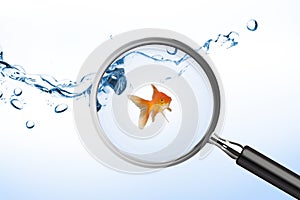 Composite image of goldfish against white screen