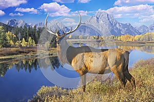 Composite image of lone elk at Grand Teton National Park in Autumn, Jackson, Wyoming photo
