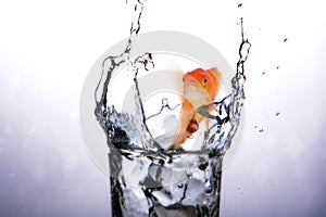 Composite image of mouth open of goldfish while swimming 3D
