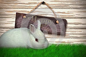 Composite image of portrait of cute white bunny