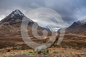 Composite image of red deer stag in Epic Winter landscape looking across Rannoch Moor in Scottish Highlands towards Buachaille photo