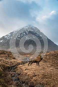 Composite image of red deer stag in Majestic landscape Winter portrait ofn Stob Dearg Buachaille Etive Mor mountain and snowcapped photo