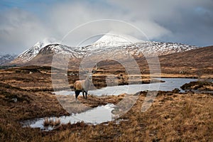 Composite image of red deer stag in Majestic Winter panorama landscape image of mountain range and peaks viewed from Loch Ba in