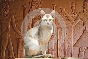 Composite image of a sacred Egyptian temple cat in an ancient room with hieroglyphics