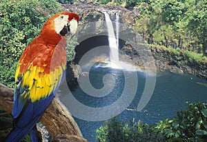 Composite panoramic image of a colorful parrot and waterfall in Hawaii