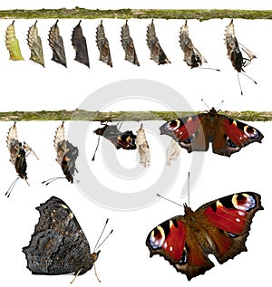 Composite of Peacock butterfly