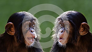 Composite Portrait of Baby Chimpanzees photo