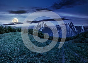 Forest on grassy hillside in tatras at night