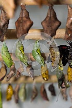 Composite of various views of a monarch emerging from a chrysalis.