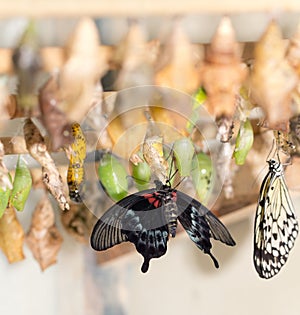 Composite of various views of a monarch emerging from a chrysalis.