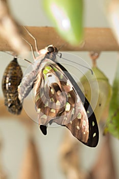 Composite of various views of a monarch emerging from a chrysalis.