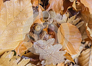 Composition of acorns and golden leaves with water drops in the autumn