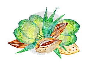 Composition with almonds, fruits and leaves. Hand drawn watercolor illustration