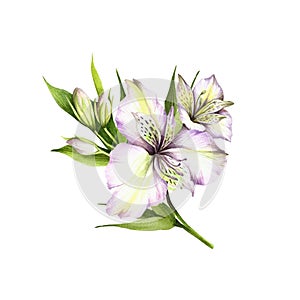 Composition with alstroemeria. Hand draw watercolor illustration photo