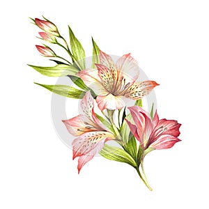 Composition with alstroemeria. Hand draw watercolor illustration