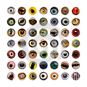Composition of Animal eyes, isolated
