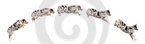 Composition of Australian Shepherd dogs jumping