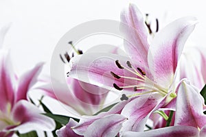 Composition with beautiful blooming lily flowers on white background , macro