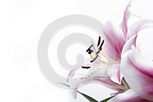 Composition with beautiful blooming lily flowers on white background , macro