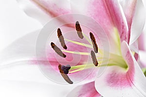 Composition with beautiful blooming lily flowers on white background , macro